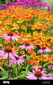 Image result for Echinacea Lustre hybrids