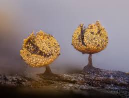 Attēlu rezultāti vaicājumam “Physarum bivalve spores”