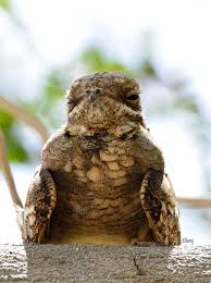 Attēlu rezultāti vaicājumam “Caprimulgus europaeus juvenile”