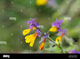 Attēlu rezultāti vaicājumam “Melampyrum nemorosum flower”