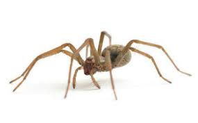 Image result for spider
