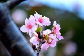 Image result for 緋寒桜
