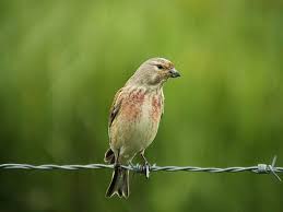 Attēlu rezultāti vaicājumam “Carduelis cannabina adult”