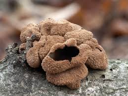 Attēlu rezultāti vaicājumam “Encoelia furfuracea”