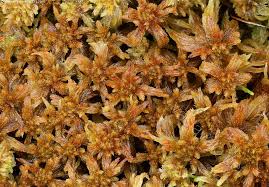 Attēlu rezultāti vaicājumam “Sphagnum balticum”