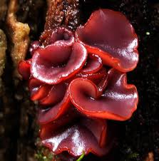 Attēlu rezultāti vaicājumam “Ascocoryne sarcoides”