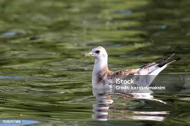 Attēlu rezultāti vaicājumam “Larus ridibundus juvenile”