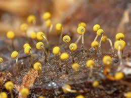 Attēlu rezultāti vaicājumam “Physarum viride stalked”