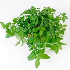 Attēlu rezultāti vaicājumam “Mentha arvensis”