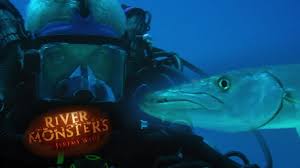 Image result for Dive Barracuda