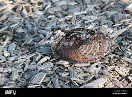 Attēlu rezultāti vaicājumam “Scolopax rusticola juvenile”