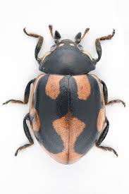 Attēlu rezultāti vaicājumam “Coccinella hieroglyphica”