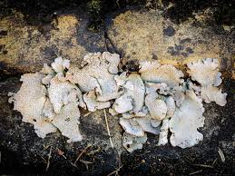 Attēlu rezultāti vaicājumam “Dermatocarpon miniatum”