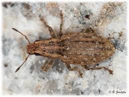 Attēlu rezultāti vaicājumam “Sitona sp.”