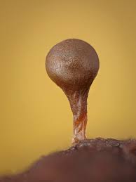 Attēlu rezultāti vaicājumam “Trichia crateriformis spores”