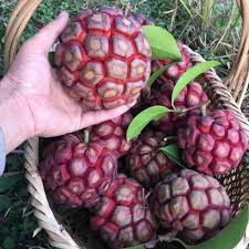 Attēlu rezultāti vaicājumam “Carex appropinquata fruit”