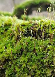 Attēlu rezultāti vaicājumam “Schistidium apocarpum stalked”