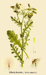 Attēlu rezultāti vaicājumam “Senecio vulgaris flower”