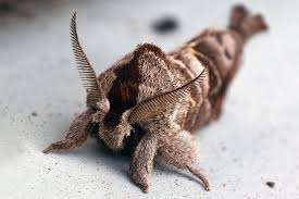 Attēlu rezultāti vaicājumam “Clostera pigra”