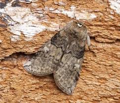 Attēlu rezultāti vaicājumam “Tethea or”