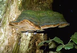 Attēlu rezultāti vaicājumam “Phellinus alni”