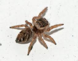 Attēlu rezultāti vaicājumam “Evarcha falcata female”