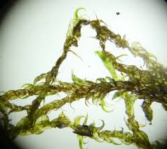 Attēlu rezultāti vaicājumam “Warnstorfia fluitans”