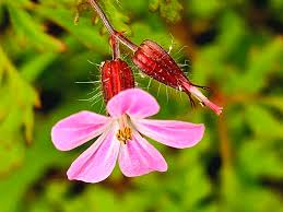 Attēlu rezultāti vaicājumam “Geranium robertianum flower”
