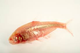 Attēlu rezultāti vaicājumam “Tetratoma ancora”