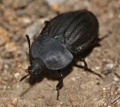 Attēlu rezultāti vaicājumam “Silpha sp.”