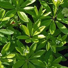 Attēlu rezultāti vaicājumam “Galium odoratum bud”