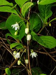 Attēlu rezultāti vaicājumam “Schisandra chinensis flower”