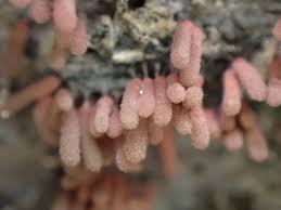 Attēlu rezultāti vaicājumam “Arcyria incarnata”