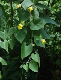 Attēlu rezultāti vaicājumam “Thladiantha dubia flower”