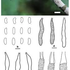 Attēlu rezultāti vaicājumam “Peniophora laurentii”