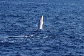 Image result for Stenella coeruleoalba