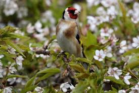 Attēlu rezultāti vaicājumam “Carduelis carduelis adult”