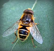 Attēlu rezultāti vaicājumam “Eristalis sp.”