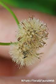 Image result for Ageratum conyzoides