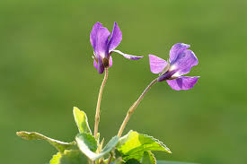 Image result for Viola odorata