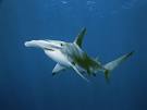 Hammerhead Sharks - Hammerhead Pictures - Shark Facts - National ...