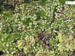 Attēlu rezultāti vaicājumam “Jovibarba globifera fruit”