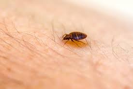 Image result for bed bugs