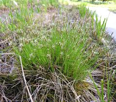 Attēlu rezultāti vaicājumam “Trichophorum alpinum”