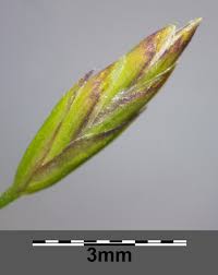 Attēlu rezultāti vaicājumam “Poa palustris leaf”