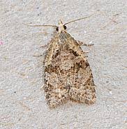 Attēlu rezultāti vaicājumam “Capua vulgana”