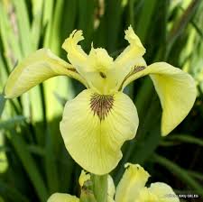 Attēlu rezultāti vaicājumam “Iris pseudacorus”