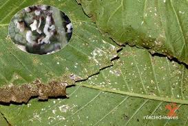 Attēlu rezultāti vaicājumam “Mycosphaerella ulmi”