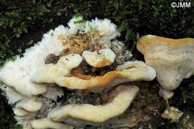 Attēlu rezultāti vaicājumam “Aurantiporus fissilis”