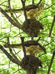 Attēlu rezultāti vaicājumam “Accipiter gentilis nest”